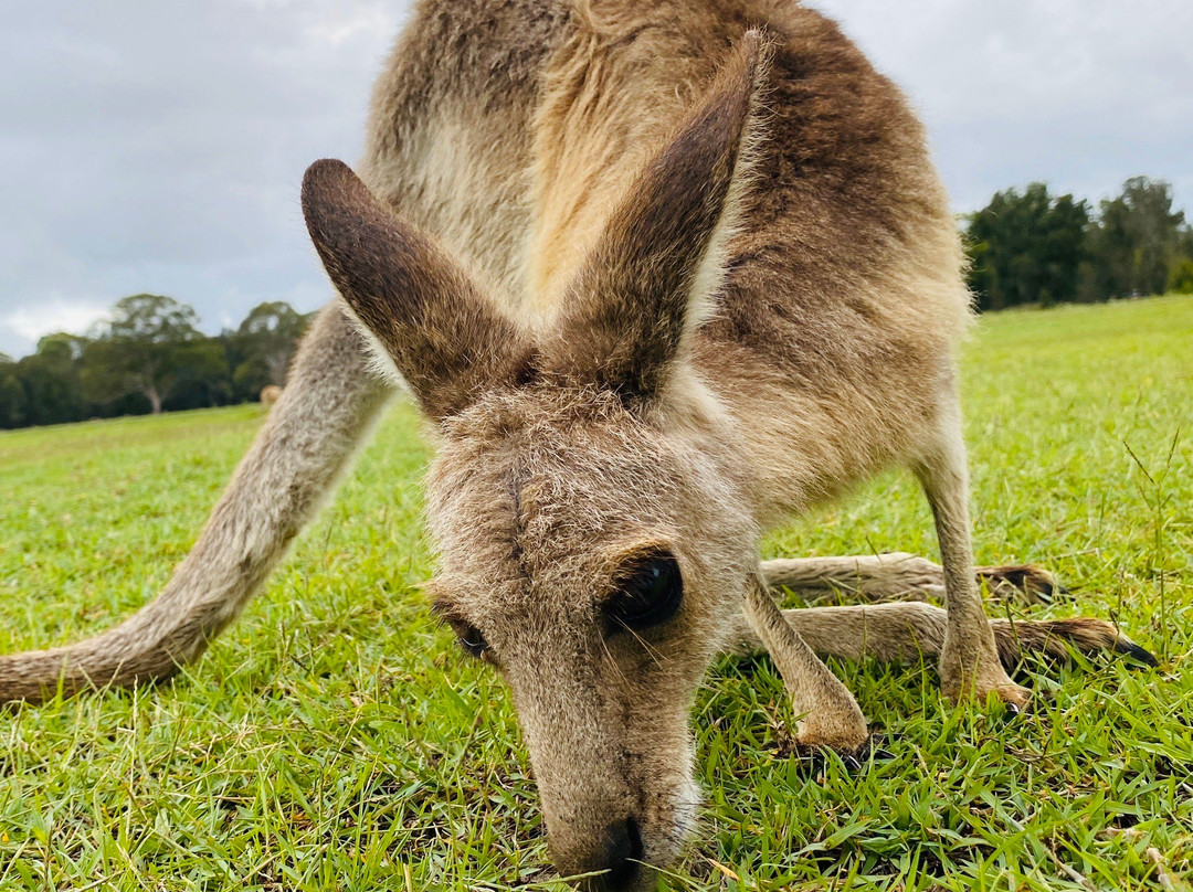 Coombabah Lakes Conservation Area景点图片