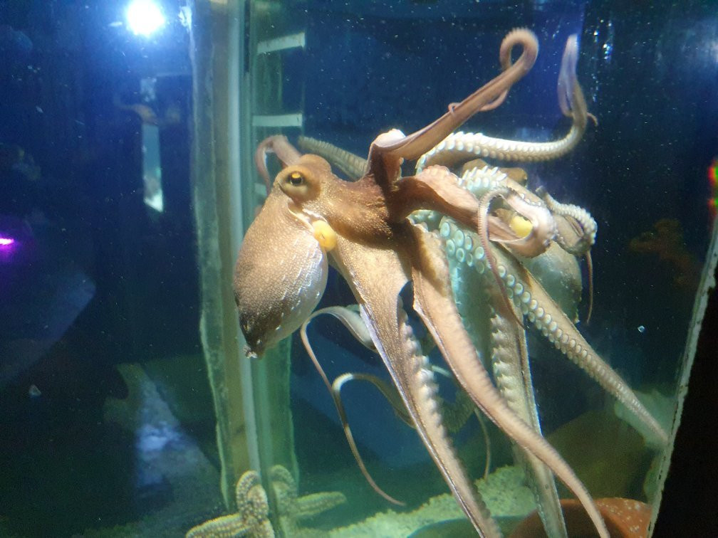 National Sea Life Centre景点图片