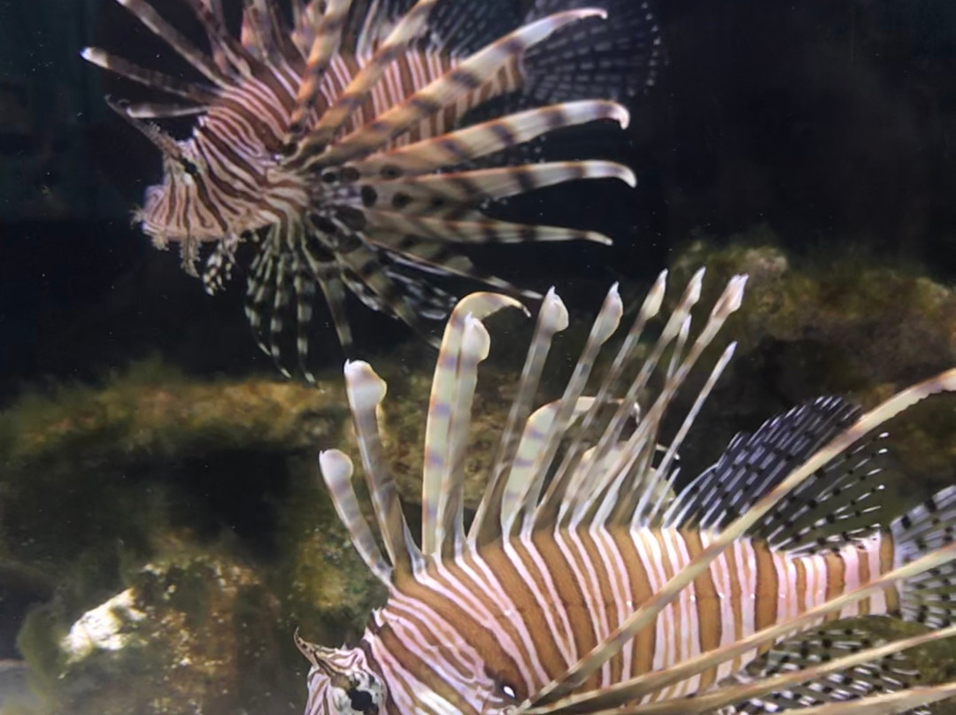 2023年12月St. Lucie County Aquarium Smithsonian Marine Ecosystems