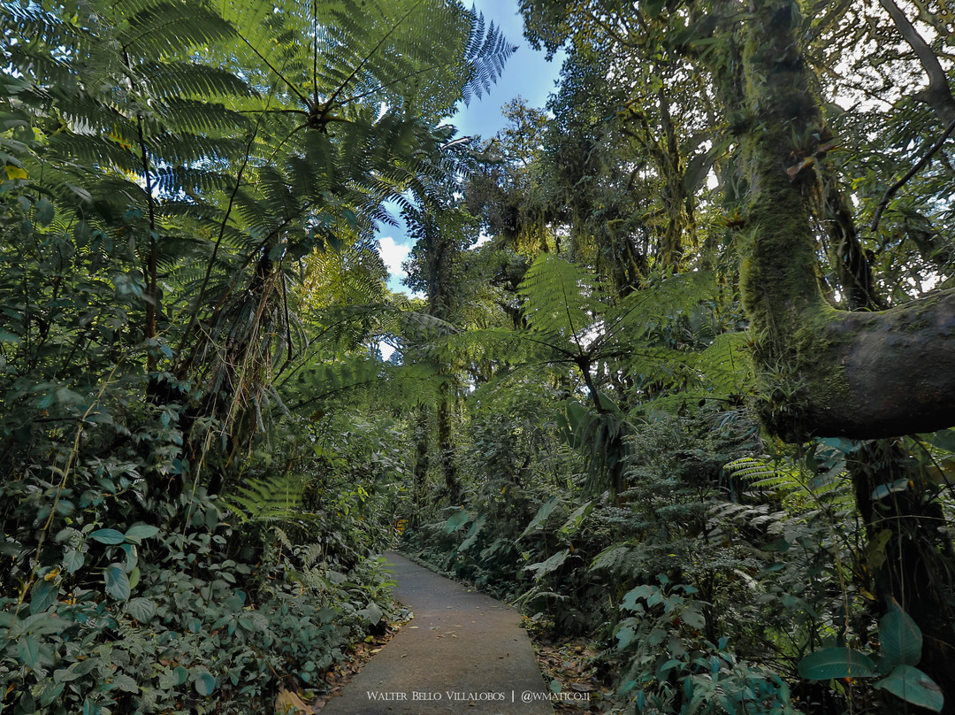 Reserva Bosque Nuboso Santa Elena景点图片