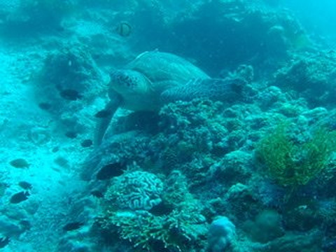 The Blue Abyss Dive Shop-莫阿尔博阿尔必去景点