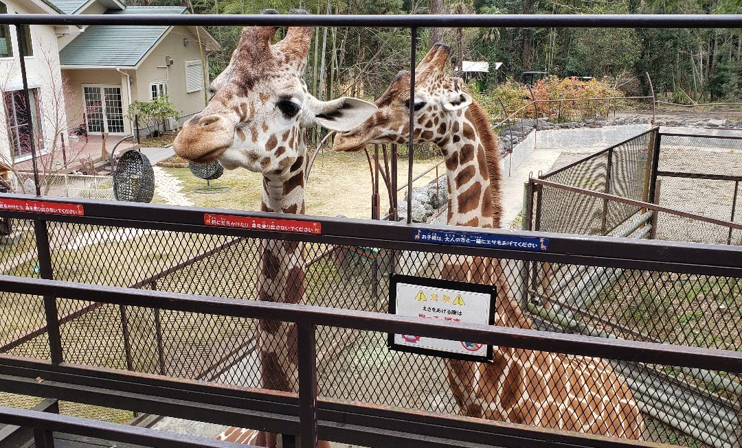 Sayuri World-市原市必去景点