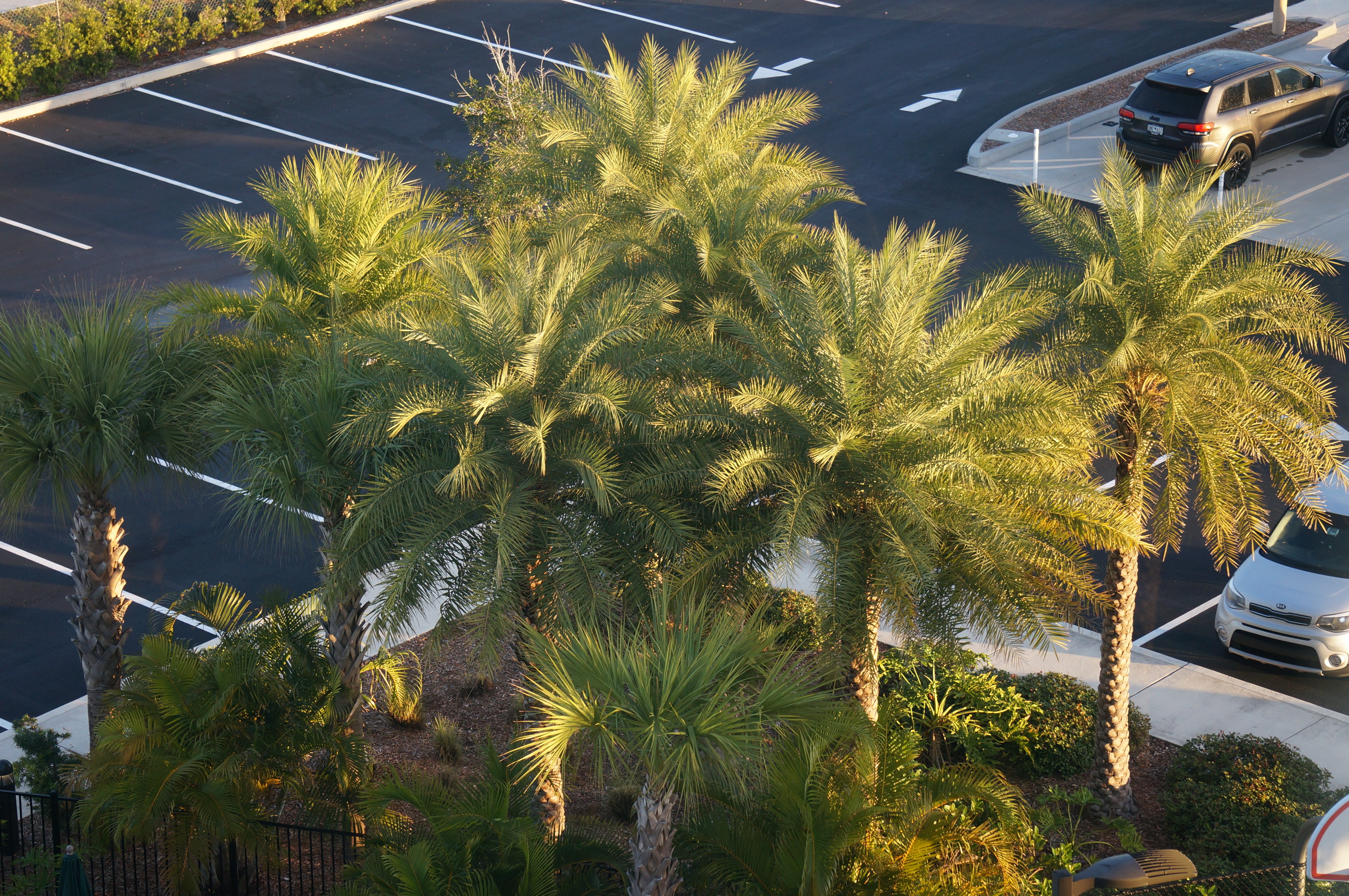 Homewood Suites by Hilton Cape Canaveral-Cocoa Beach-泳池
