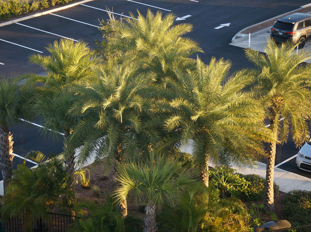 Homewood Suites by Hilton Cape Canaveral-Cocoa Beach主图