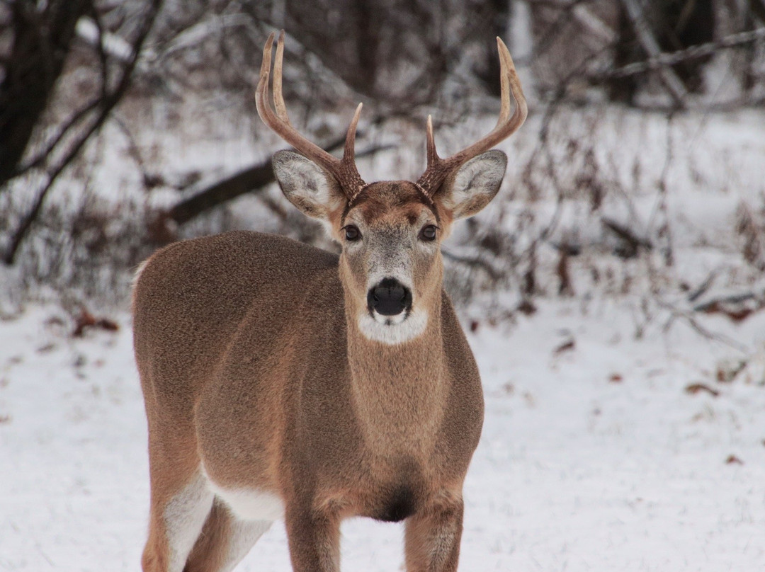 Schiller Woods-席勒公园必去景点