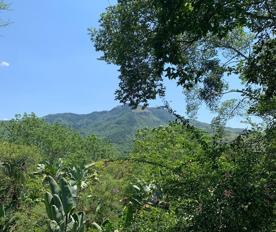 Old Joe's Kaia主图