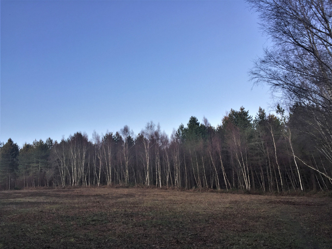 Footland Wood景点图片