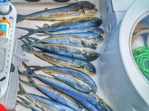 DDD Samana Sport Fishing-Santa Barbara de Samana必去景点