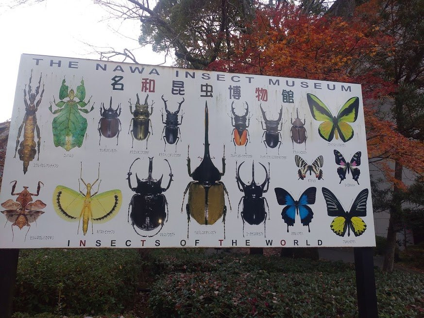 Nawa Insect Museum-岐阜市必去景点