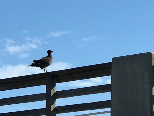 William O Lockhart Municipal Pier-莱克沃思必去景点