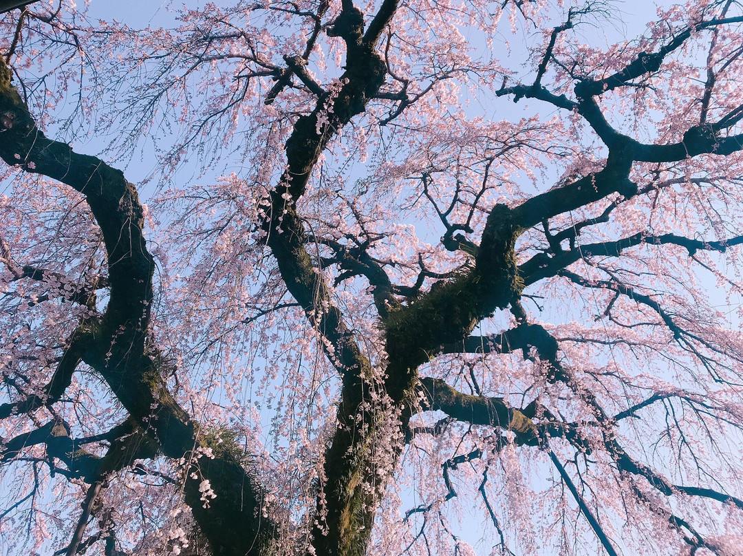 Emmyo-ji Temple-犬山市必去景点