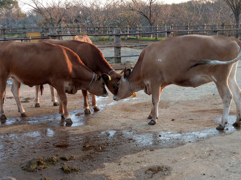 Mori no Makiba Auto Campsite-袖浦市必去景点