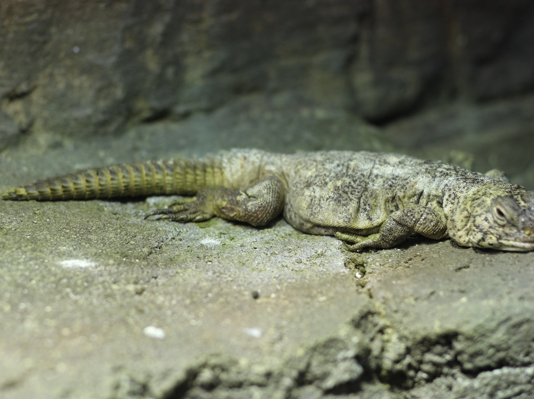 Arabian Wildlife Center-沙迦必去景点