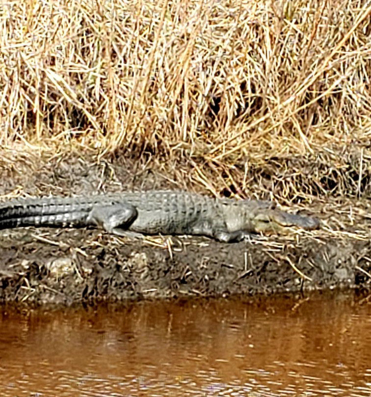 Savannah National Wildlife Refuge景点图片