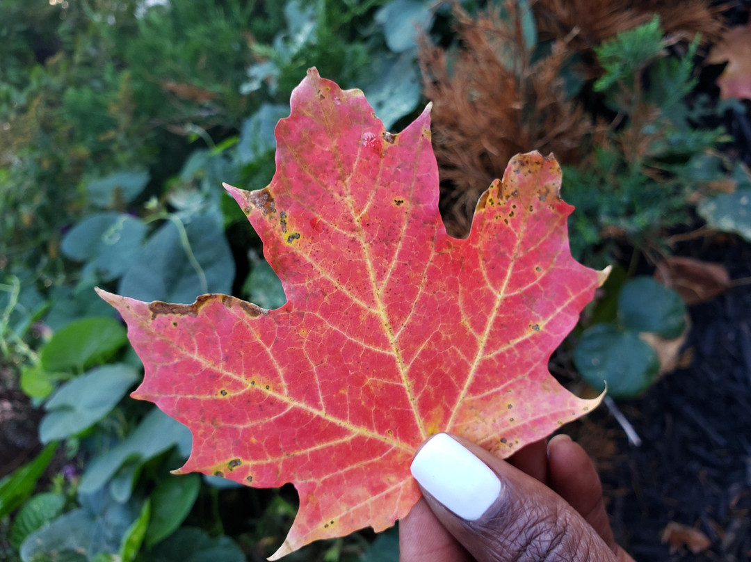 SNM SPALON-米西索加必去景点