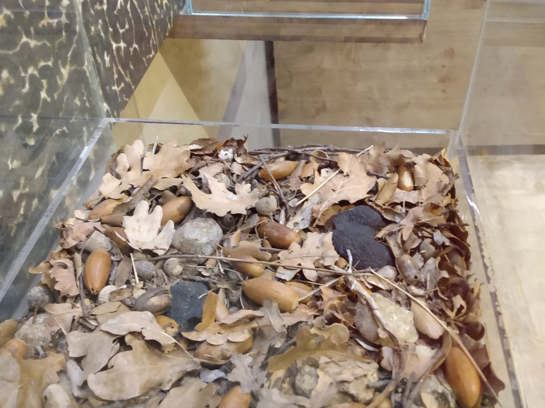 Musée de la Truffe et du Vin景点图片