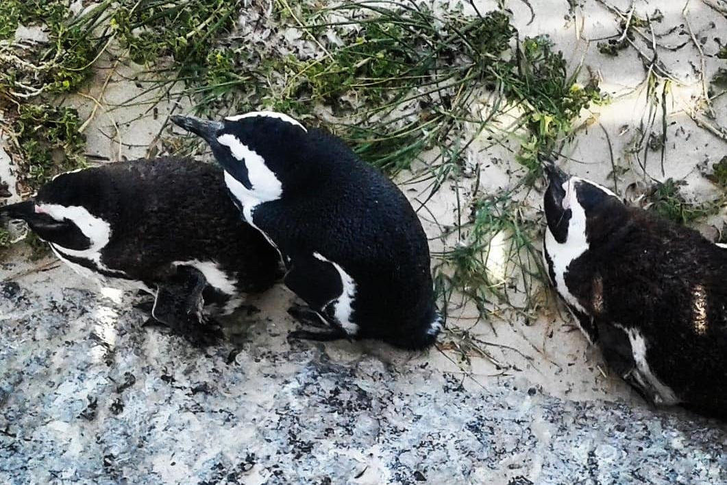 Tendi's Travel-开普敦中心区必去景点