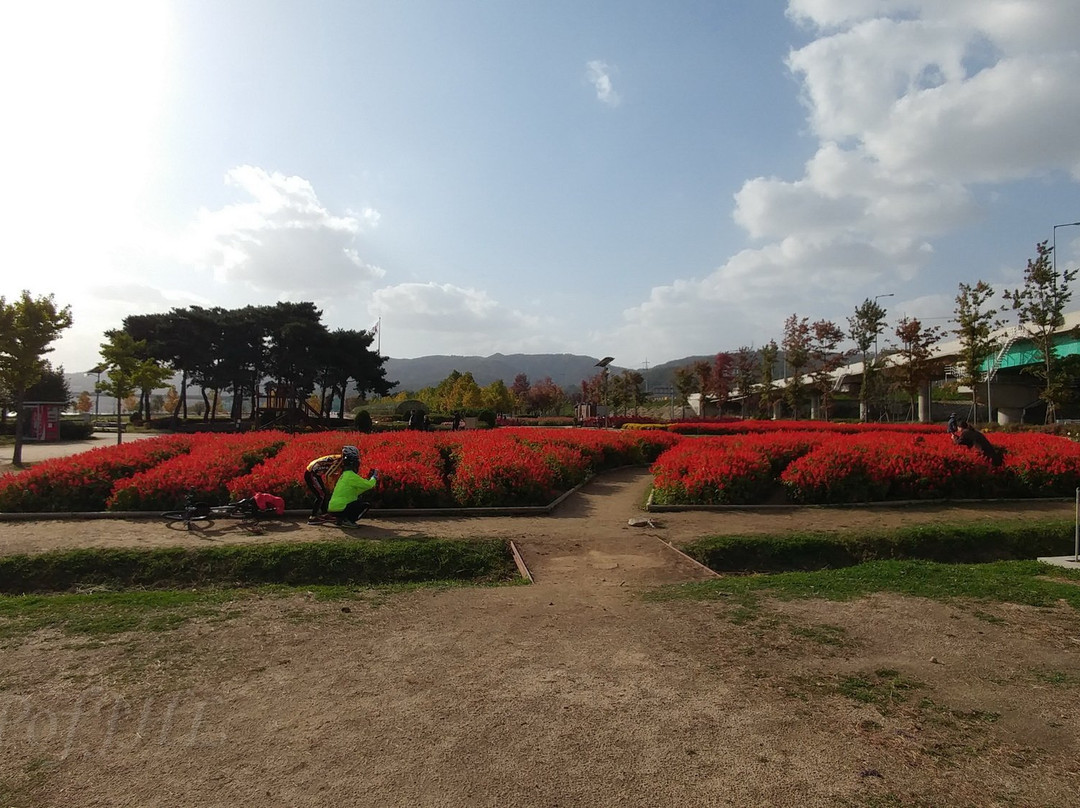 Guri Hangang Park (Cosmos Park)-九里市必去景点