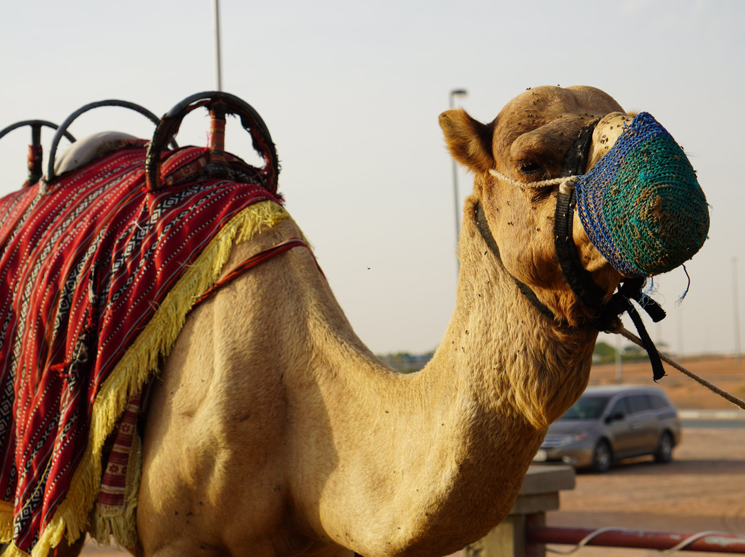 Trawey Tourism LLC-迪拜必去景点