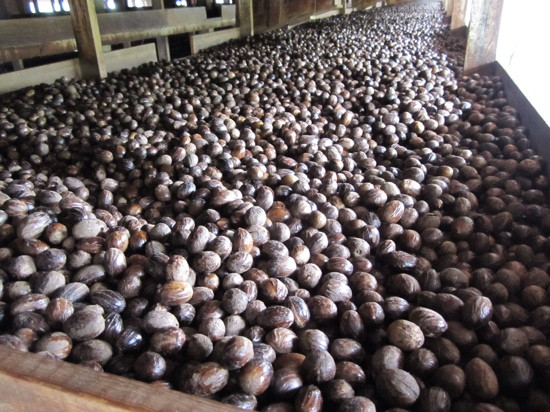 Grenada Co-Operative Nutmeg Association-格林纳达必去景点