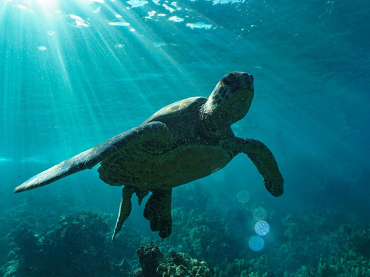 Tropical Guides & Outfitters-毛伊岛必去景点