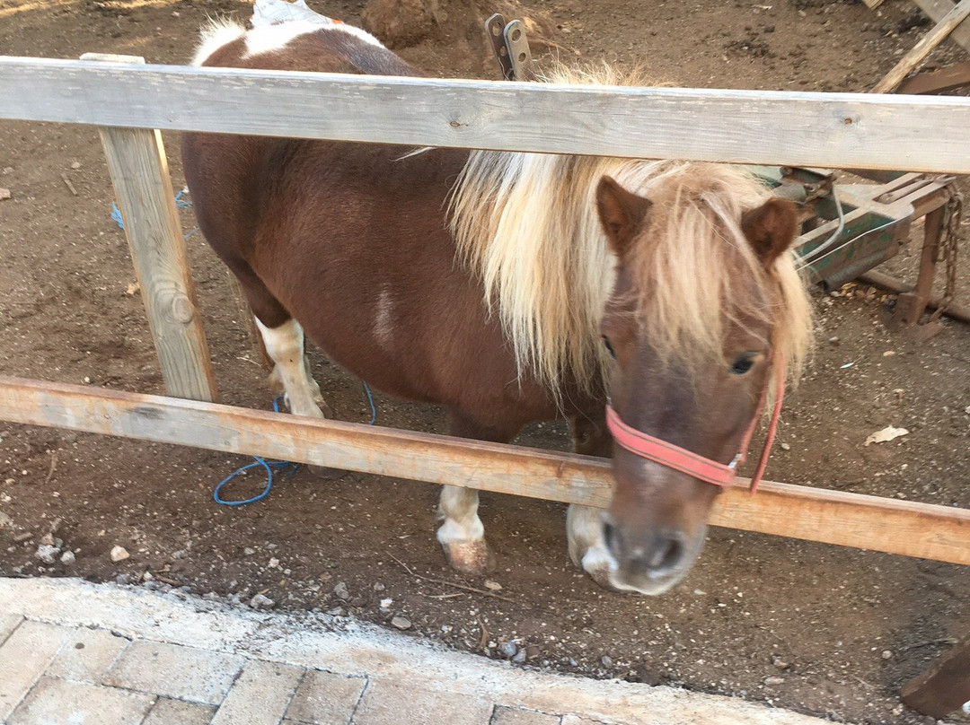 Paradisio Baby & kinder hotel主图