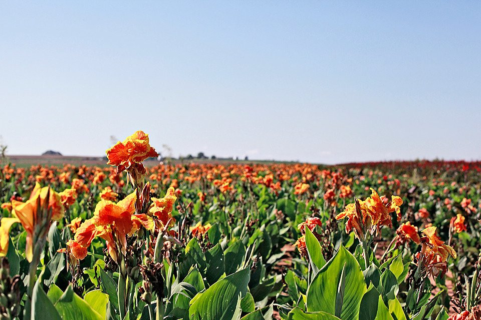 Binger旅游景点-Horn Canna Farm