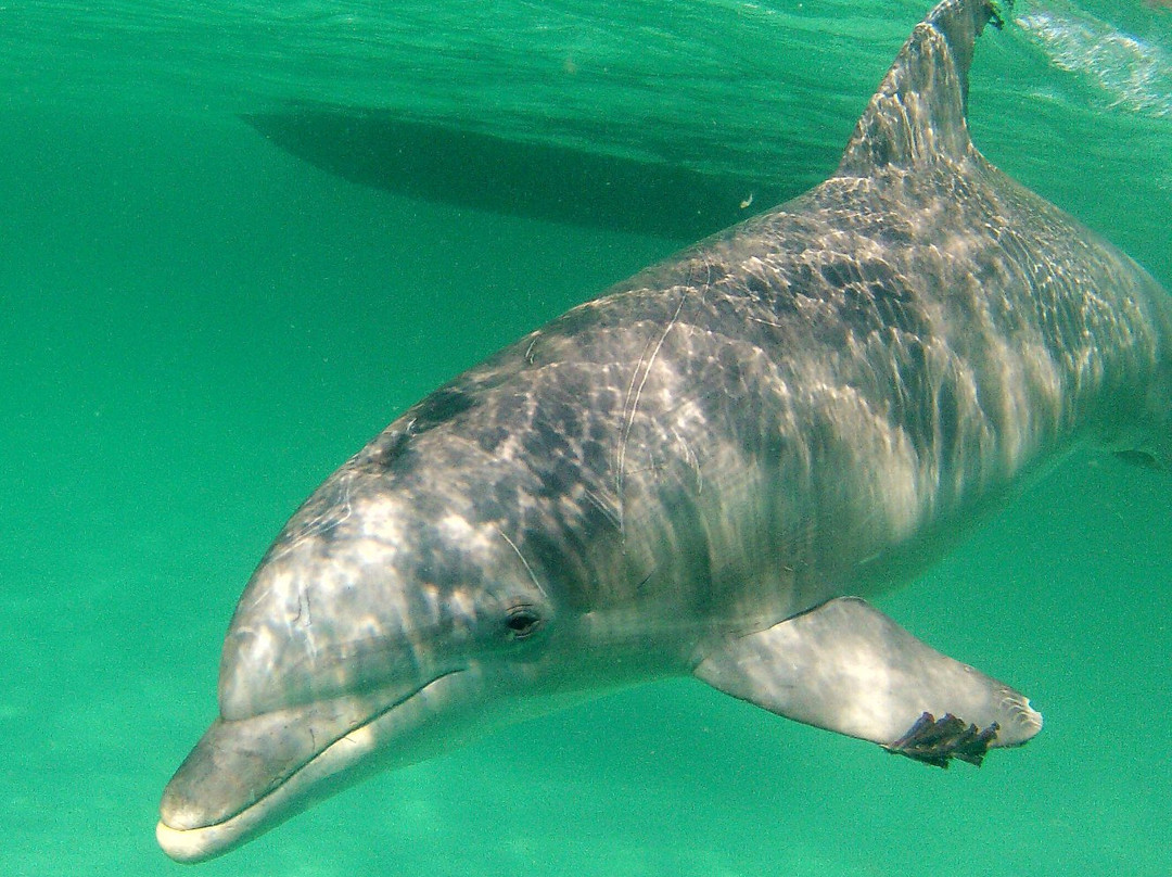 Shell Island Dolphin Tours景点图片