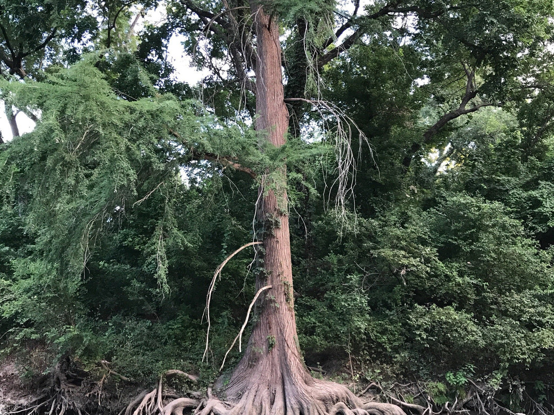 Onion Creek Greenbelt-奥斯丁必去景点