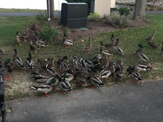 Dead Of Night Ghost Tours-普利茅斯必去景点