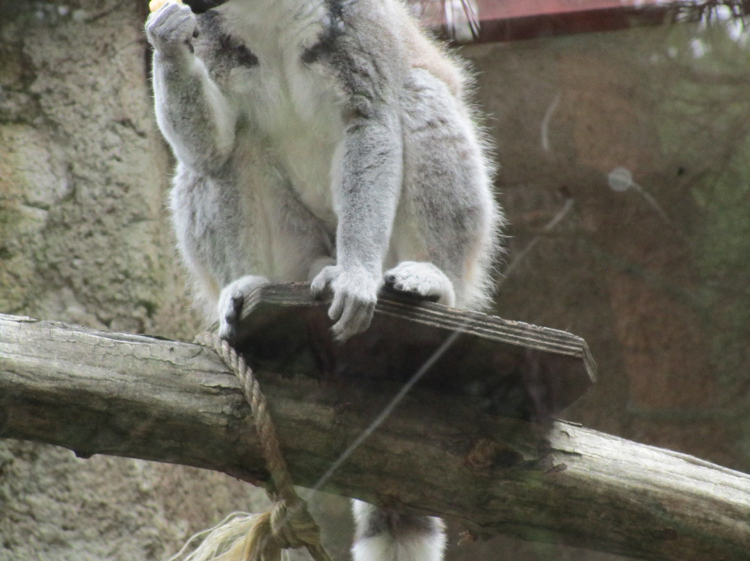 Zoo Kosice-科希策必去景点