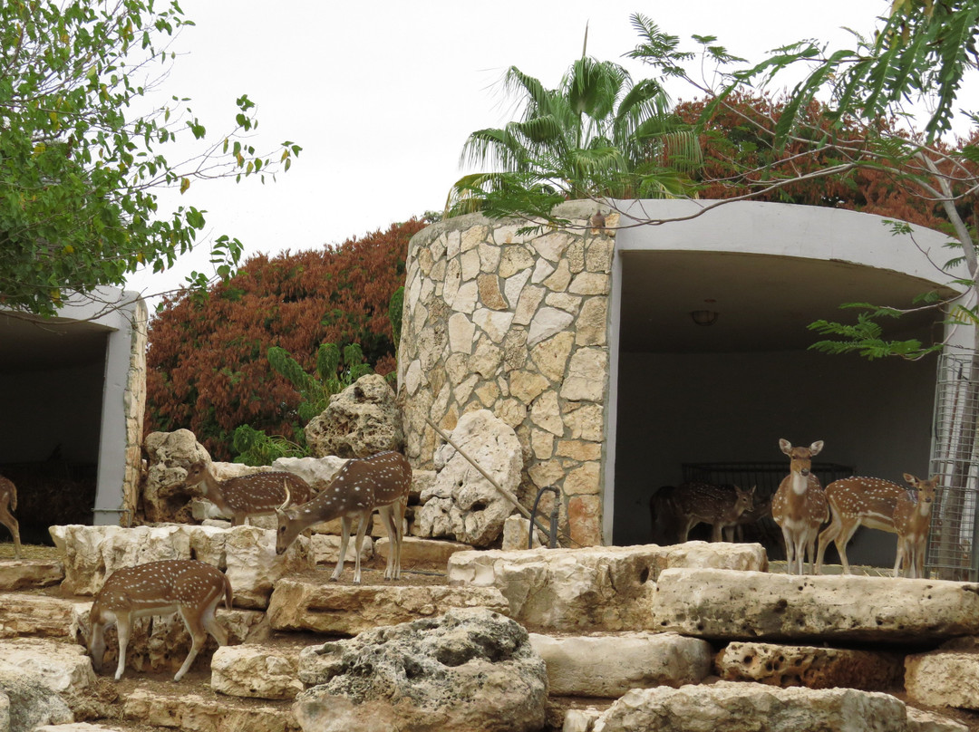 Petah Tikva Zoo景点图片