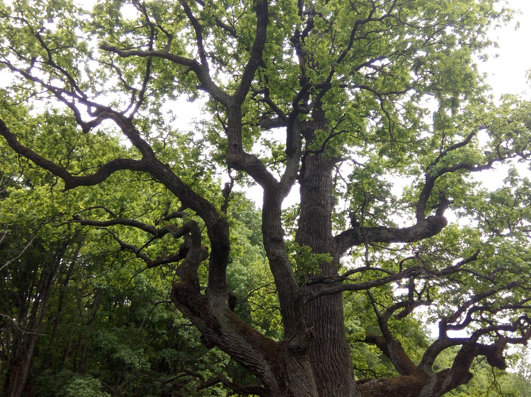 Dikansk Regional Landscape Park-Dykanka必去景点