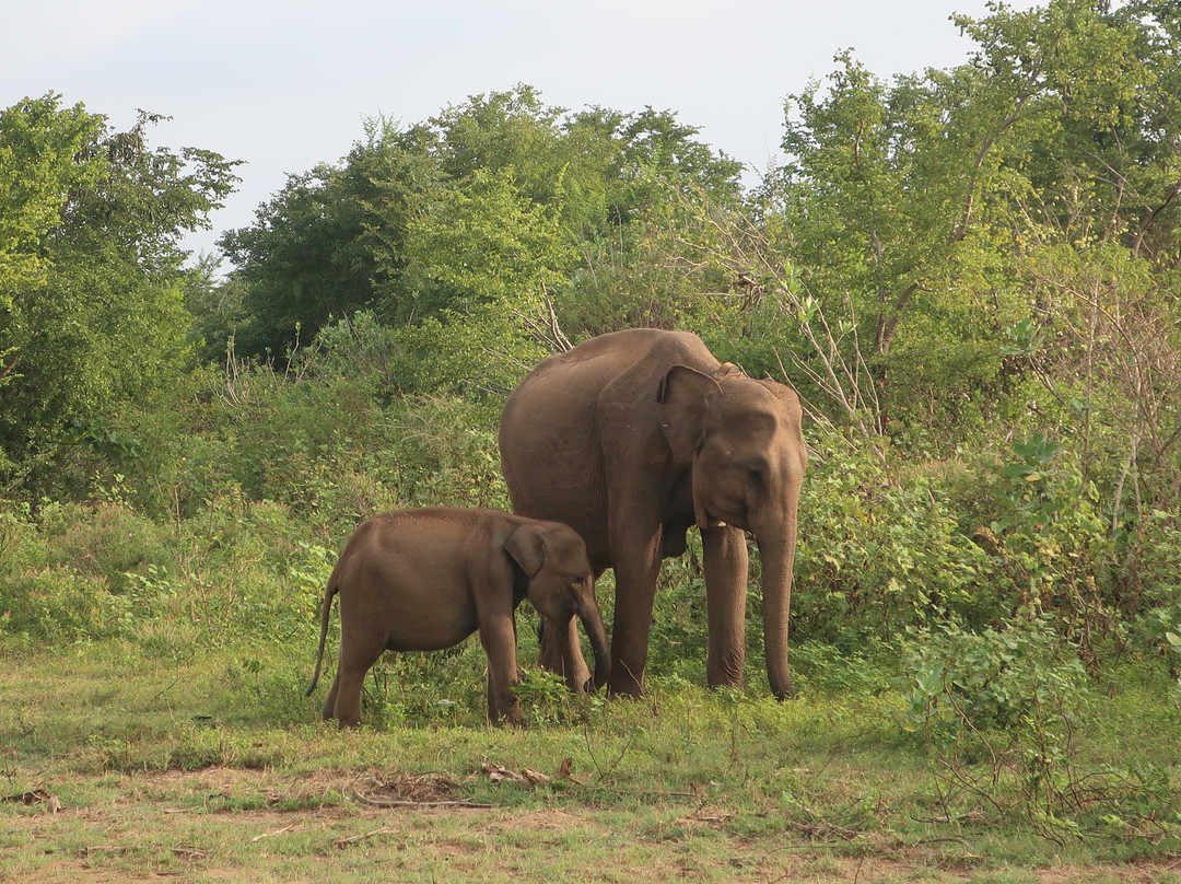 Udawalawe Safari Jeep Service景点图片