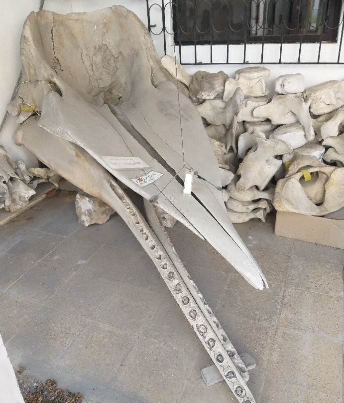 Museo de las Ballenas-萨利纳斯必去景点