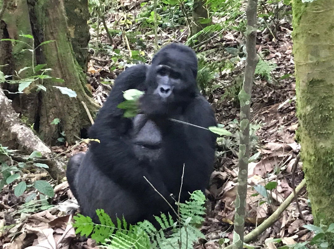 McBern Tours and travel-坎帕拉必去景点