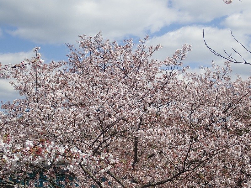 Michi no Eki Aisai Land-岸和田市必去景点