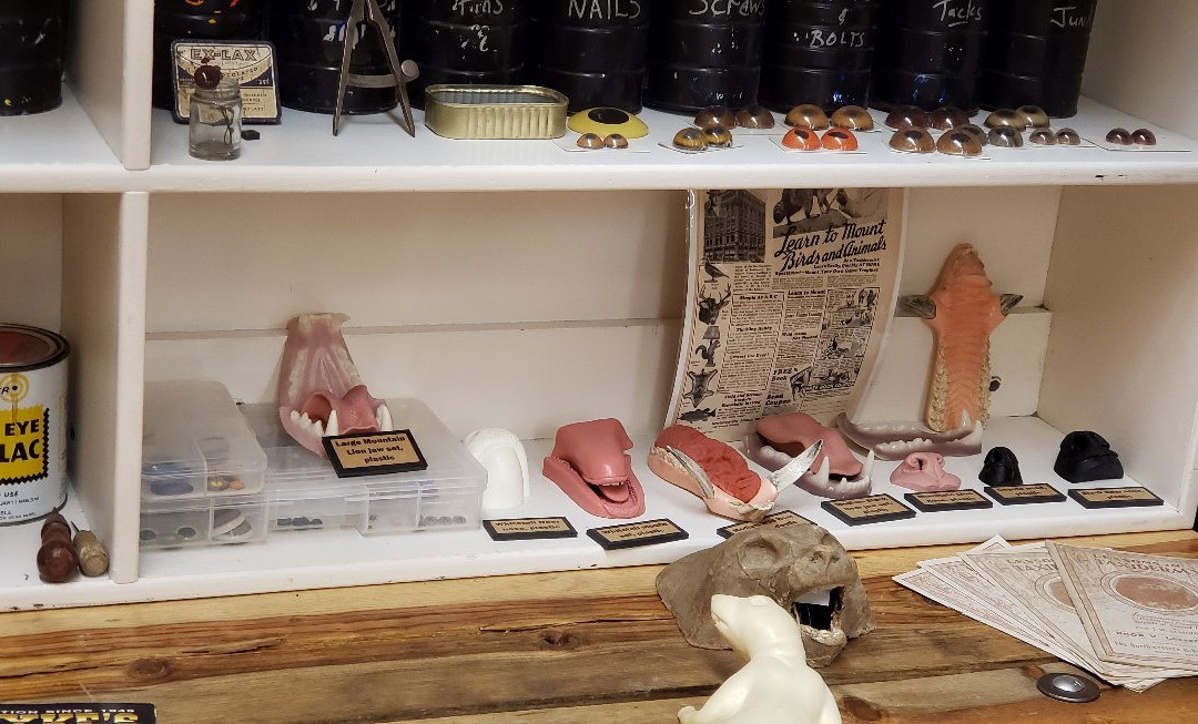 Werner Wildlife Museum-卡斯珀必去景点