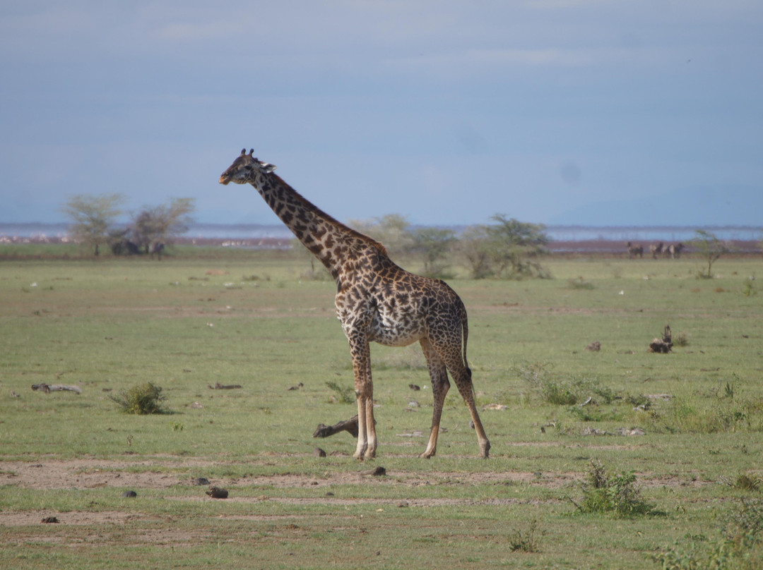 Hakuna Matata Expeditions-阿鲁沙必去景点