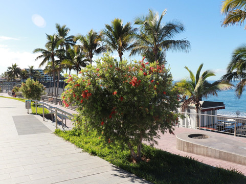 Puerto Naos Beach-Todoque必去景点