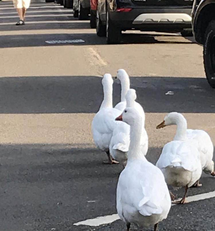 Sedlescombe Golf Hotel主图