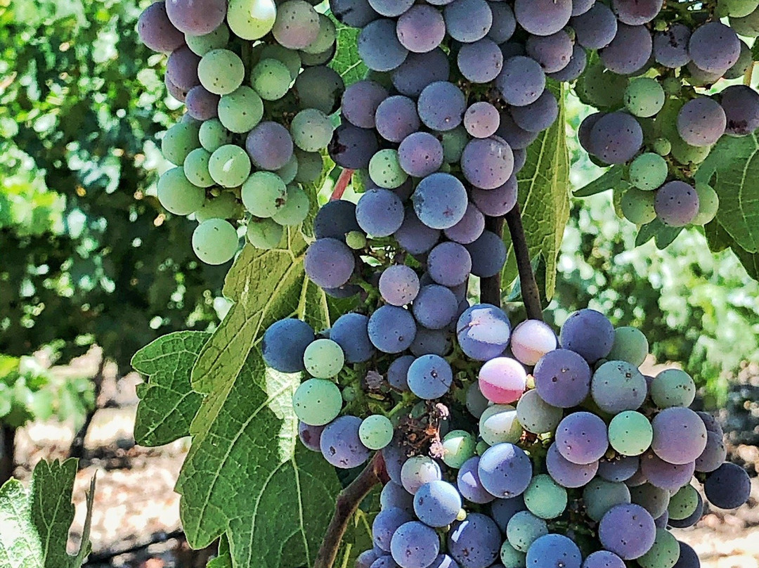 Steinbeck Vineyards & Winery景点图片