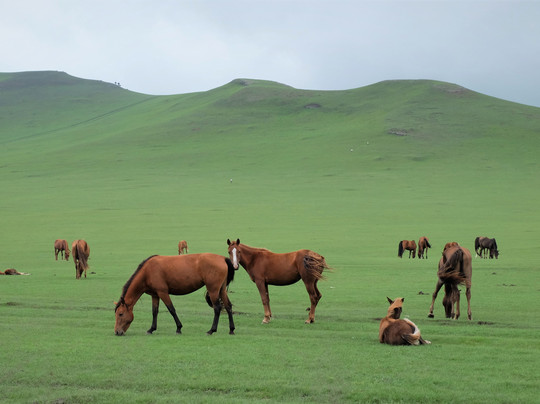 呼伦贝尔之旅-呼伦贝尔市必去景点