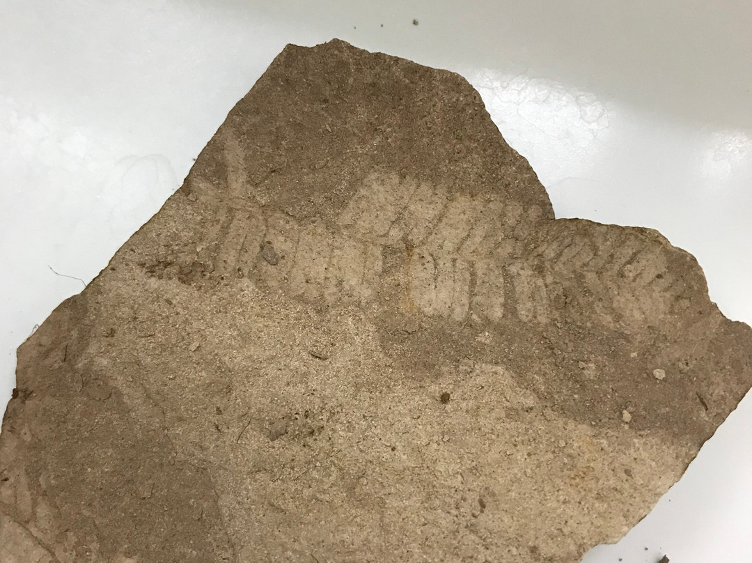 Fossils at Wheeler High School-福尔斯必去景点