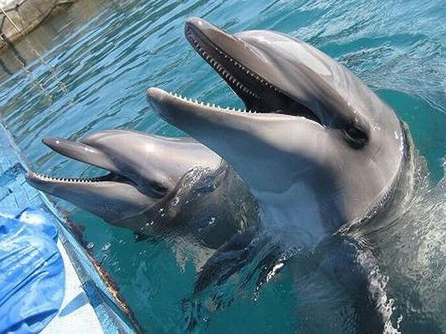 Muroto Dolphins Center-室户市必去景点