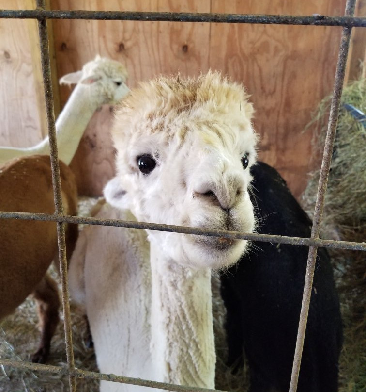 Big Joel's Safari-Wright City必去景点