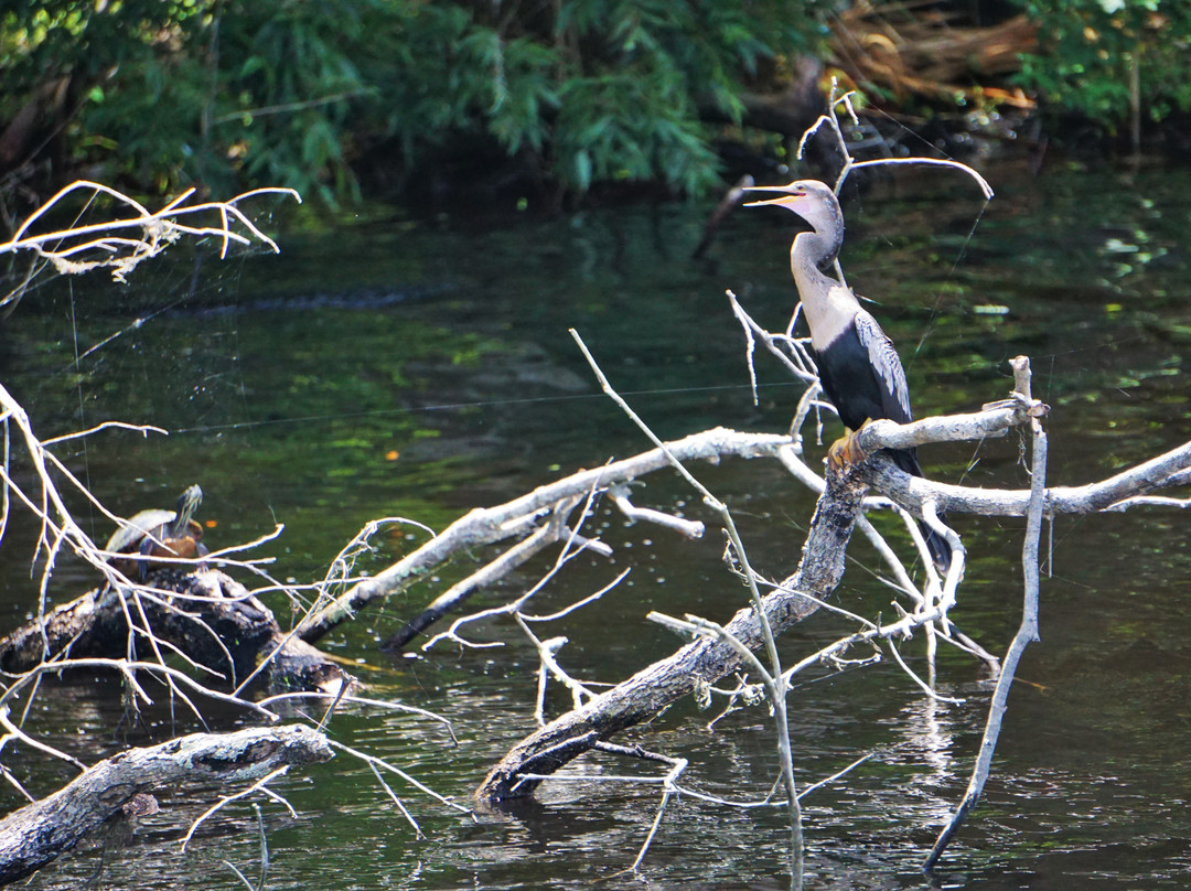 Blue Heron River Tours景点图片