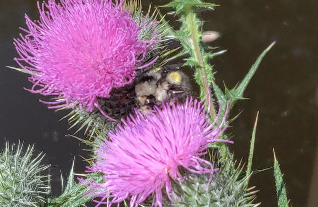 Bonhoeffer Botanical Gardens-Stanwood必去景点