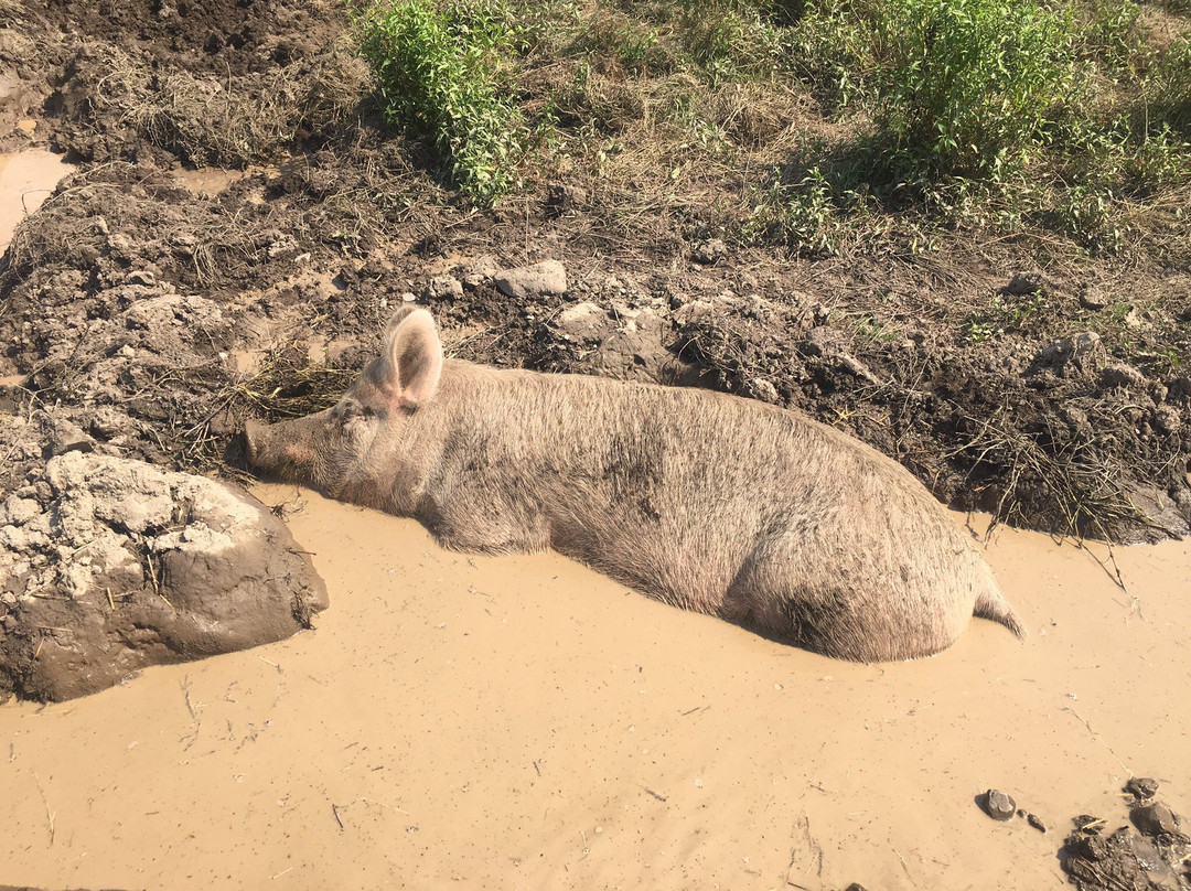 Catskill Animal Sanctuary-Saugerties必去景点