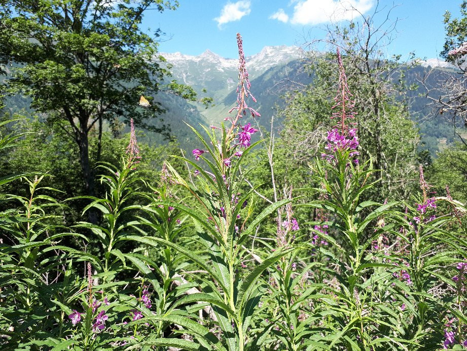 Valmorel La Belle主图